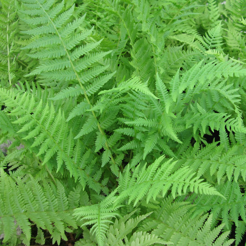 FERNS