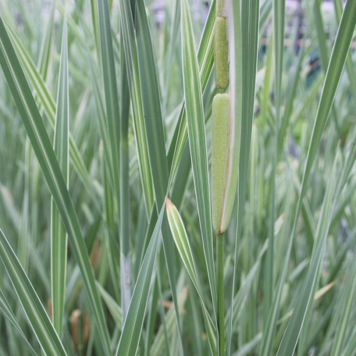 Typha Latifolia Variegata Variegated Greater Reed Mace