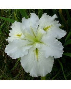 Iris Louisiana Waihi Wedding