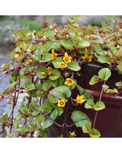 Lysimachia Sunburst