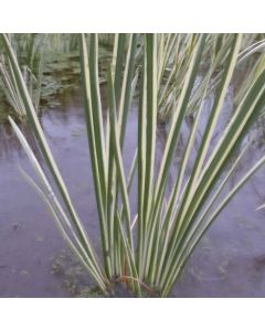 Acorus Calamus Variegatus Variageted Sweet Flag