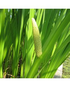 Acorus Calamus Sweet Flag