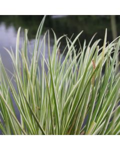 Acorus Gramineus Variegatus Variegated Slender Sweet Flag