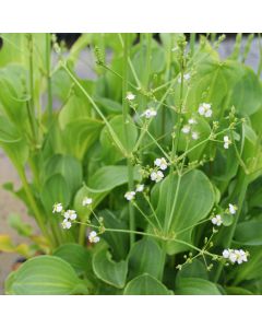 Alisma-parviflorum close up