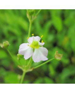 Alisma Plantago Aquaticum Water Plantain flower