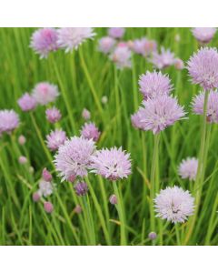 Allium Schoenoprasum Chives