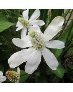 Anemopsis Californicum Apache Beads