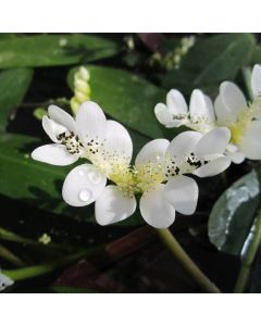 Aponogeton Distachyos Water Hawthorn