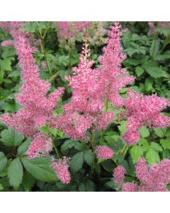 Astilbe Pink False Goats Beard