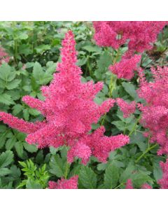 Astilbe Red False Goats Beard