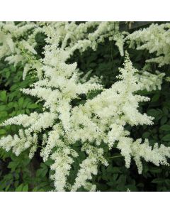 Astilbe White False Goats Beard