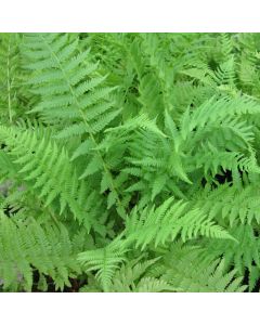 Athyrium Filix Femina Lady Fern