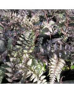 Athyrium Niponicum Metallicum Japanese Painted Fern