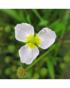 mini-Baldellia-ranunculoides-Flower