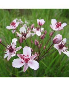 mini-Butomus umbellatus