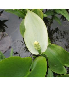 Calla Palustris Bog Arum