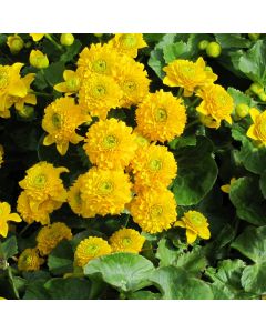 Caltha Palustris 'Plena' Double Marsh Marigold