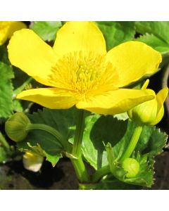 Caltha Palustris Polypetala Giant King Cup