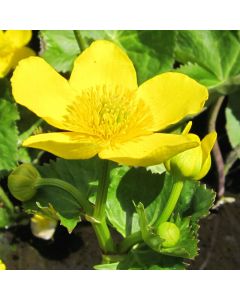 Caltha Palustris Marsh Marigold