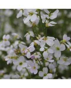 Cardamine Pratensis Cuckoo Flower Lady's Smock