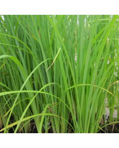 Carex Acuta Slender-tufted Sedge