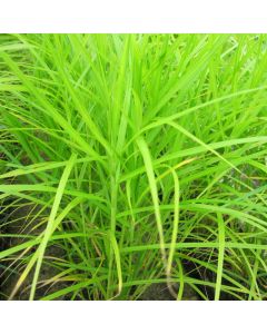 Carex Muskingumensis Musk Sedge