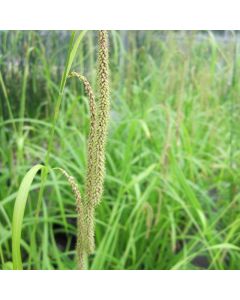 Carex Pendula Pendulous Sedge