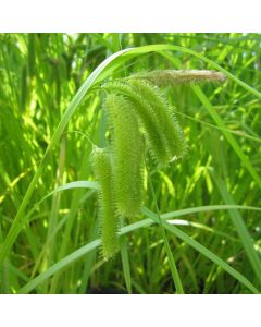 Carex Pseudocyperus Cyperus Sedge