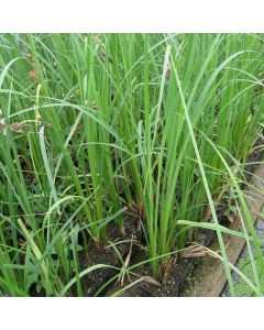 Carex Riparia Greater Pond Sedge