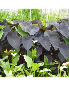 Colocasia Rubra Black Magic Elephant Ear