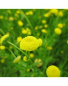 Cotula Coronopifolia Brass Buttons