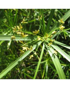 Cyperus Alternifolius Umbrella Palm