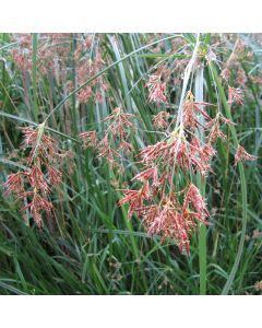 Cyperus Longus Sweet Galingale