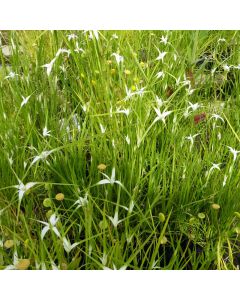 Dichromena Colorata Star Grass