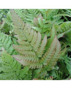 Dryopteris Erythrosora Japanese Wood Fern