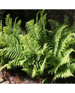 Dryopteris Filix-mas Male Fern