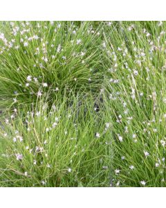 Eleocharis Acicularis Needle Spike-Rush