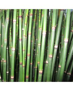 Equisetum Hyemale Dutch Rush