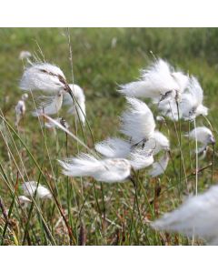 Eriophorum Angustifolium Cotton Grass