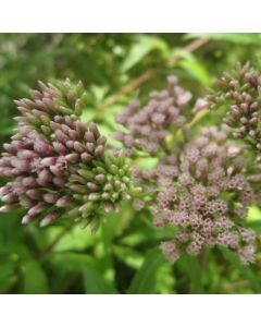 Eupatorium Cannabinum Hemp Agrimony