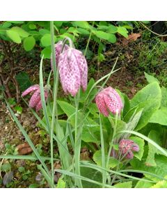 Fritillaria Meleagris Snake'S Head Fritillary