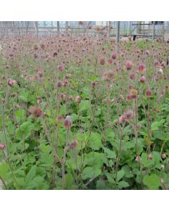 Geum Rivale Water Avens