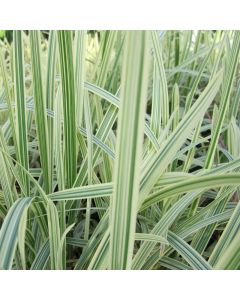 Glyceria Maxima Variegata Variegated Reed Sweet Grass