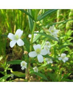 Gratiola Officinalis Summer Snowflake