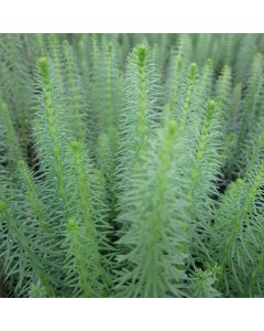 Hippuris Vulgaris Mare's Tail