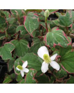 Houttuynia Cordata 'Boo Boo