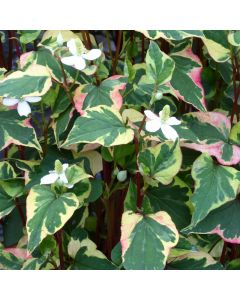 Houttuynia Cordata 'Chameleon' Harlequin Plant