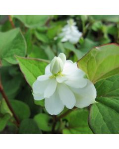 Houttuynia cordata 'Plena' Orange Peel Plant