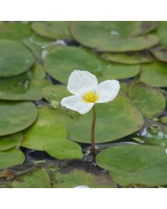 Hydrocharis Morsus Ranae Frogbit Flowering