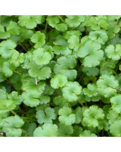 Hydrocotyle Nova Zealand Miniature Pennywort Close Up